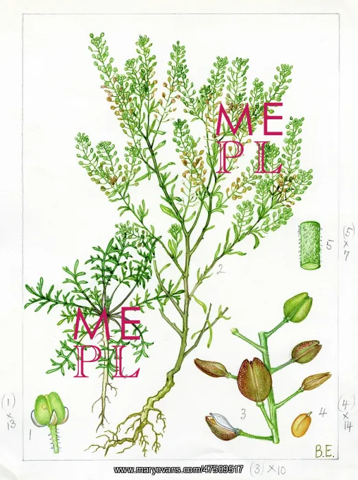 : Lepidium ruderale - narrow leaved peppergrass : Lepidium ruderale - narrow leaved peppergrass