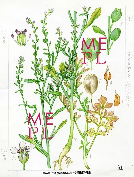 : Lepidium sativum - garden cress : Lepidium sativum - garden cress