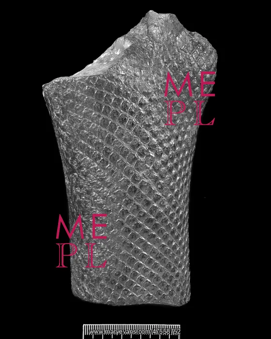: Lepidodendron, fossil tree trunk : Lepidodendron, fossil tree trunk