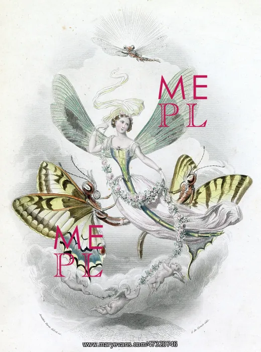 : Lepidoptera Flying : Lepidoptera Flying