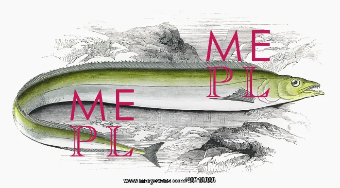 : Lepidopus caudatus, or Scabbard Fish : Lepidopus caudatus, or Scabbard Fish