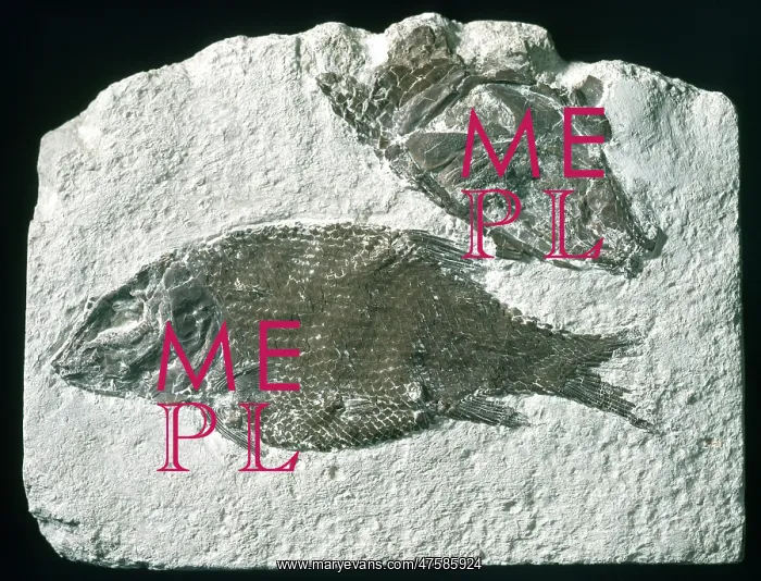  : Lepidotes, fossil fish