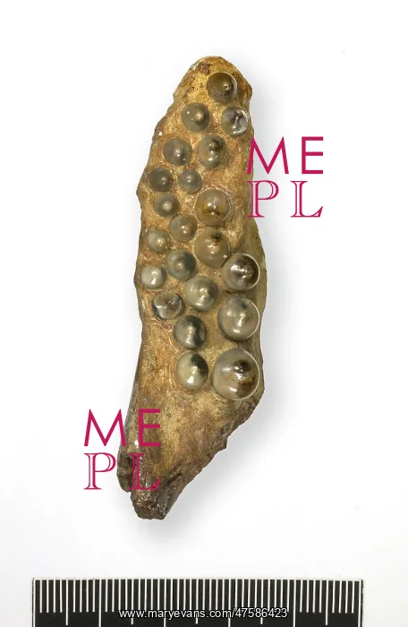 : Lepidotes mantelli Agassiz, lepidotes tooth plate : Lepidotes mantelli Agassiz, lepidotes tooth plate