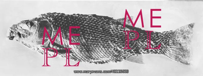 : Lepidotus Ehensis, fossil of an ichthyosaur : Lepidotus Ehensis, fossil of an ichthyosaur