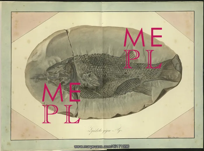 : Lepidotus gigas Agassiz : Lepidotus gigas Agassiz