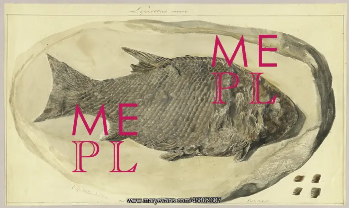 : Lepidotus minor : Lepidotus minor