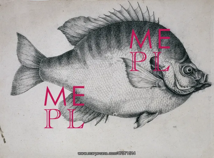: Lepomis macrochirus, bluegill : Lepomis macrochirus, bluegill