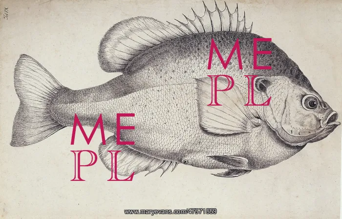 : Lepomis microlophus, redear sunfish : Lepomis microlophus, redear sunfish