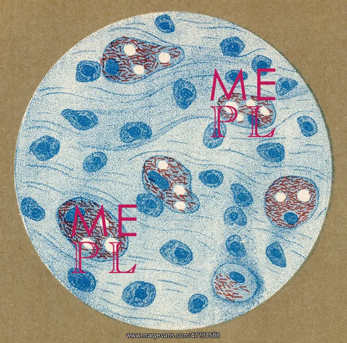  : LEPROSY BACILLUS