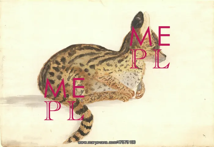 : Leptailurus serval, serval : Leptailurus serval, serval