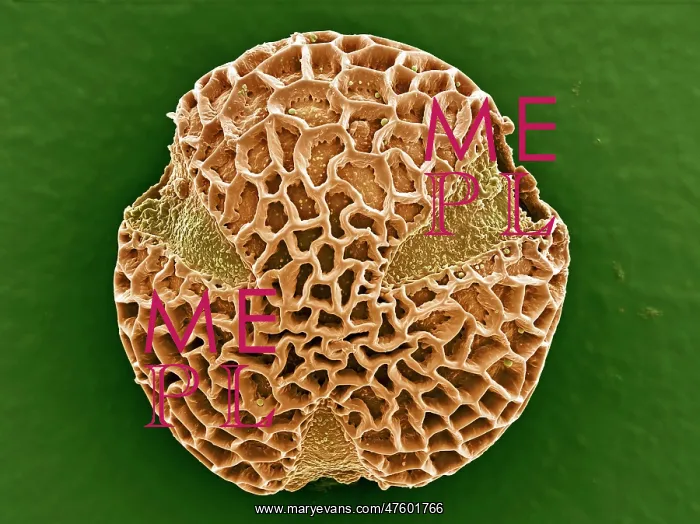 : Leptoglossis ferreyraei : Leptoglossis ferreyraei