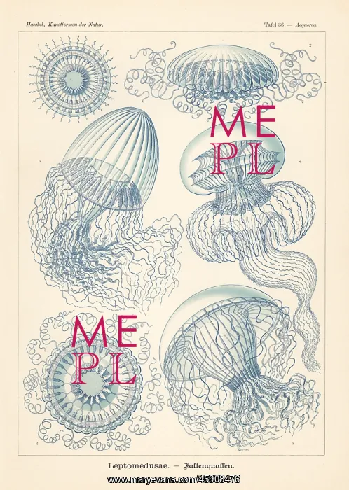 : Leptomedusae jellyfish : Leptomedusae jellyfish