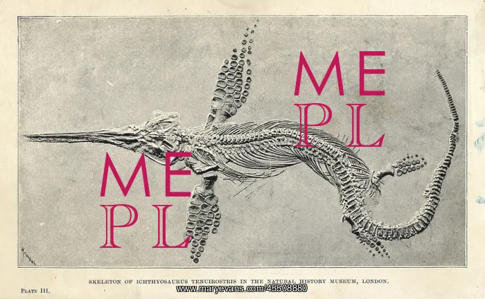 : Leptonectes tenuirostris skeleton : Leptonectes tenuirostris skeleton