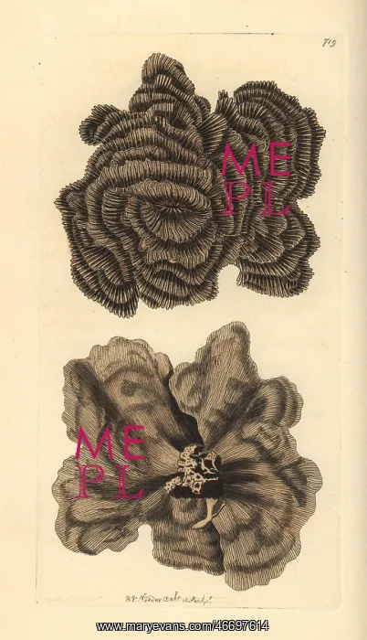 : Leptoseris nobilis coral : Leptoseris nobilis coral