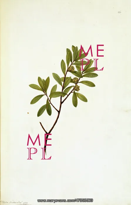 : Leptospermum fabricia, tea-tree : Leptospermum fabricia, tea-tree