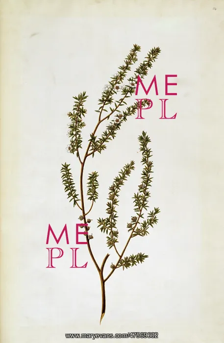 : Leptospermum scoparium, tea tree : Leptospermum scoparium, tea tree