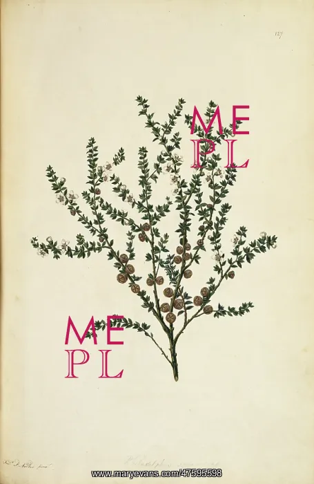 : Leptospermum squarrosum, pink tea tree : Leptospermum squarrosum, pink tea tree