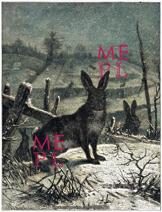  : HARE. (lepus europaeus) Brown hare
