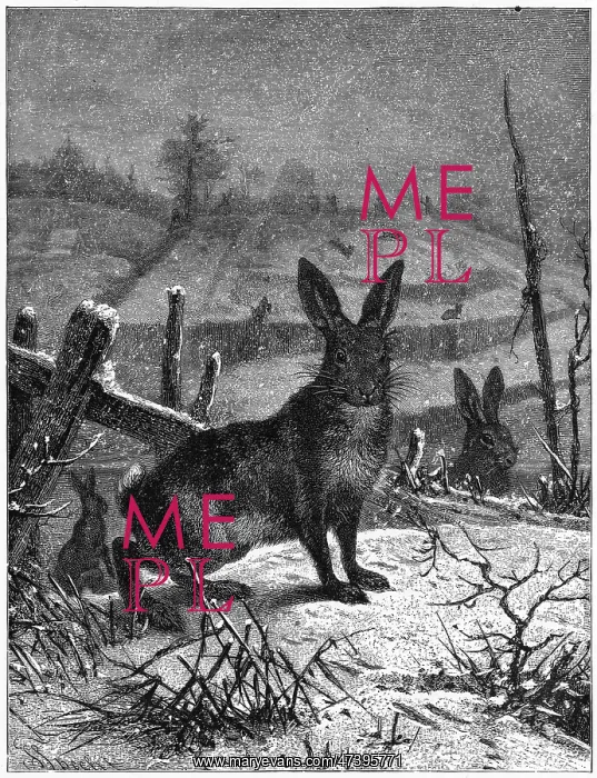  : HARE. (lepus europaeus) Brown hare