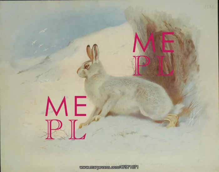 : Lepus timidus, Arctic hare : Lepus timidus, Arctic hare