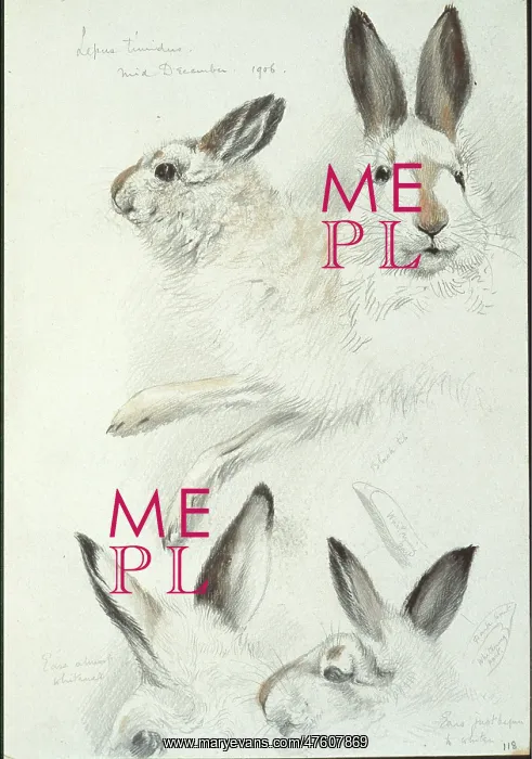 : Lepus timidus, Arctic hare : Lepus timidus, Arctic hare