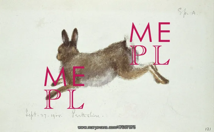 : Lepus timidus, Arctic hare : Lepus timidus, Arctic hare