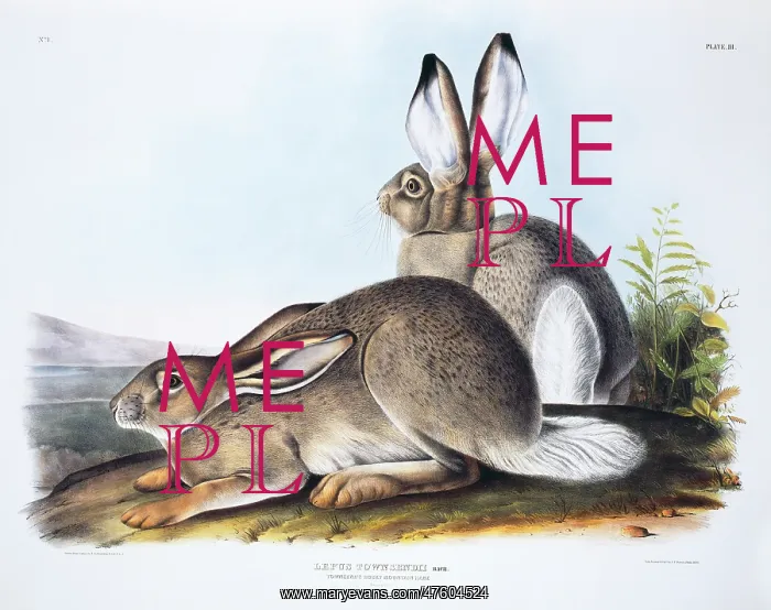 : Lepus townsendii, white-tailed jack rabbit : Lepus townsendii, white-tailed jack rabbit