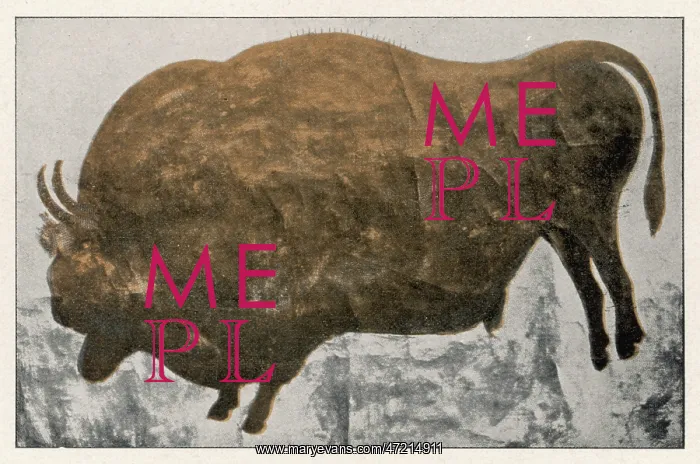 : LES EYZIES BISON (2) : LES EYZIES BISON (2)