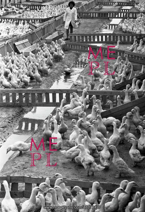: Lesnaya Poultry Farm : Lesnaya Poultry Farm