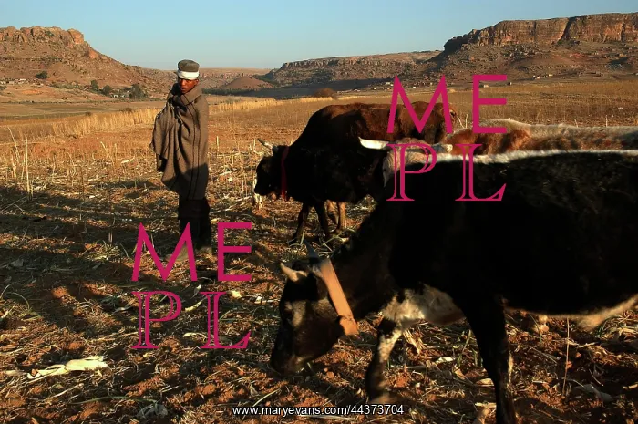 : Lesotho, 2004, Rural, herdboy and his cows Graeme Williams / S : Lesotho, 2004, Rural, herdboy and his cows Graeme Williams / S