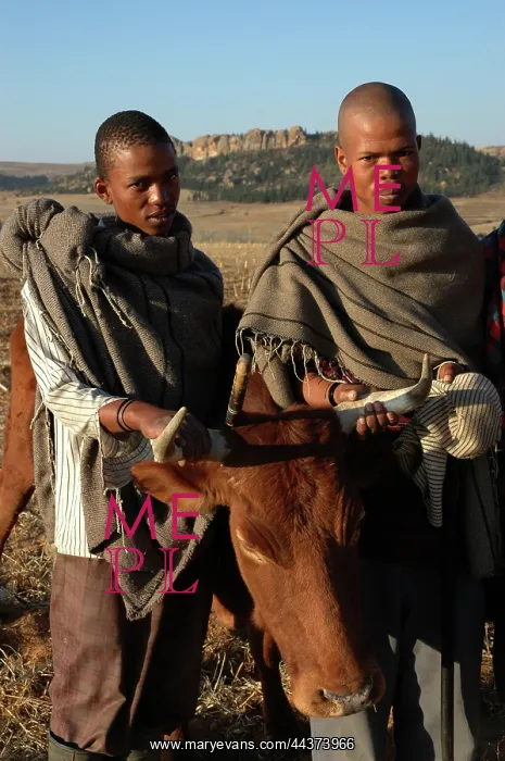 : Lesotho, 2004, Rural, herdboys and their cows, cattle : Lesotho, 2004, Rural, herdboys and their cows, cattle