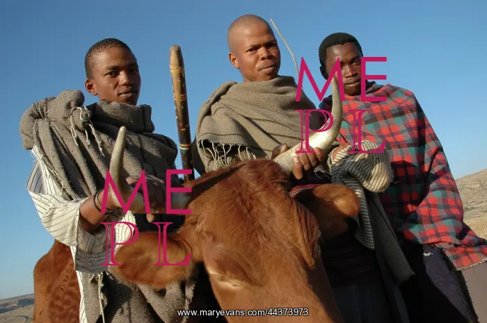 : Lesotho, 2004, Rural, herdboys with their cows, cattle : Lesotho, 2004, Rural, herdboys with their cows, cattle