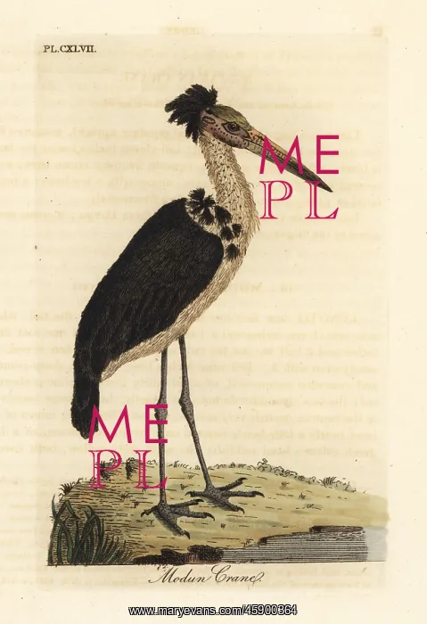 : Lesser adjutant, Leptoptilos javanicus. Vulnerable : Lesser adjutant, Leptoptilos javanicus. Vulnerable