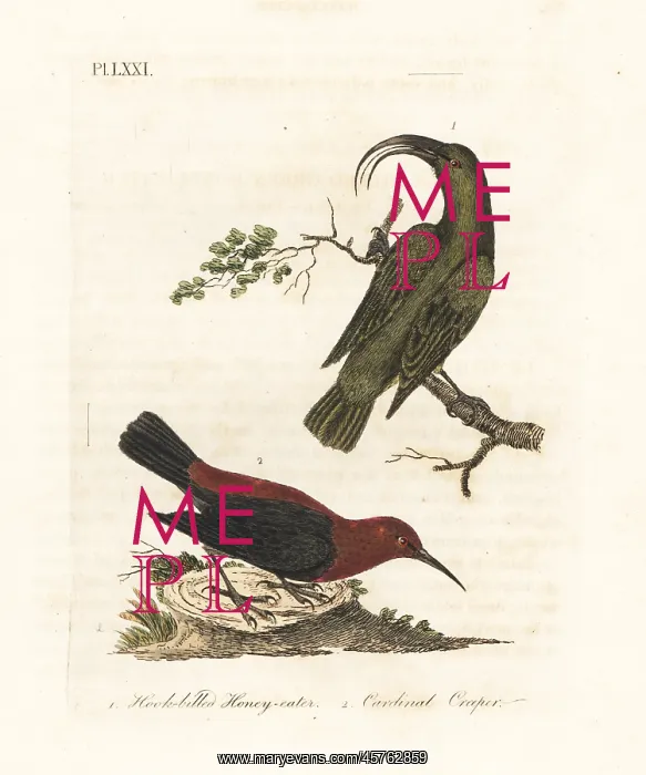: Lesser akialoa (extinct) and cardinal : Lesser akialoa (extinct) and cardinal