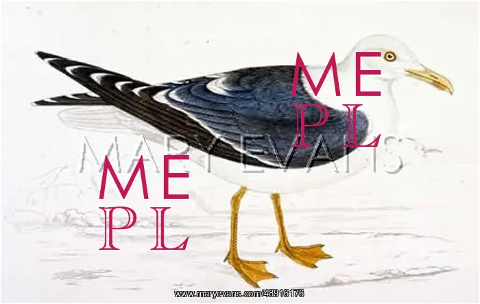  : LESSER BLACK-BACKED GULL