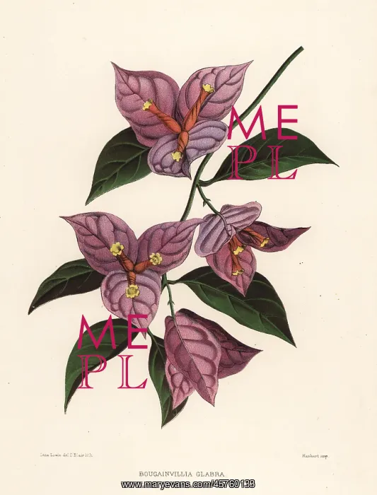 : Lesser bougainvillea or paperflower, Bougainvillea glabra : Lesser bougainvillea or paperflower, Bougainvillea glabra