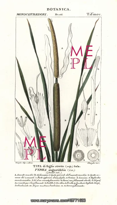 : Lesser bulrush, Typha angustifolia : Lesser bulrush, Typha angustifolia