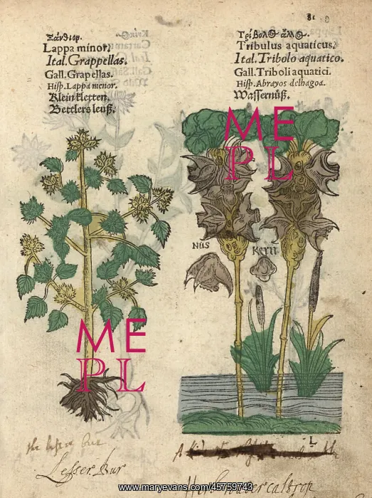 : Lesser burdock, Arctium minus, and water chestnut : Lesser burdock, Arctium minus, and water chestnut