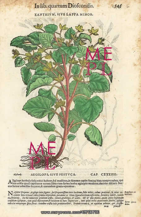 : Lesser burdock or cocklebur, Arctium minus : Lesser burdock or cocklebur, Arctium minus