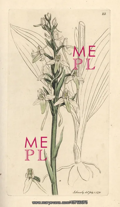 : Lesser butterfly orchis, Platanthera bifolia : Lesser butterfly orchis, Platanthera bifolia