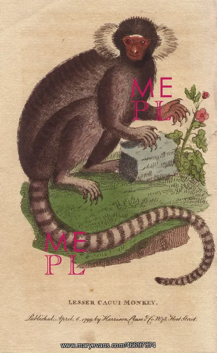 : Lesser cagui monkey, sagui or marmoset, Callithrix jacchus : Lesser cagui monkey, sagui or marmoset, Callithrix jacchus