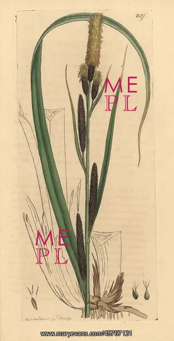 : Lesser common carex, Carex acutiformis : Lesser common carex, Carex acutiformis