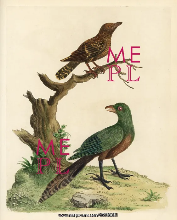 : Lesser coucal and Asian emerald cuckoo : Lesser coucal and Asian emerald cuckoo