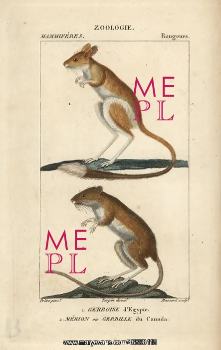 : Lesser Egyptian jerboa, Jaculus jaculus, and : Lesser Egyptian jerboa, Jaculus jaculus, and