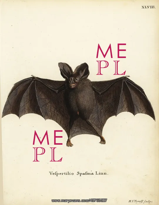 : Lesser false vampire bat, Megaderma spasma : Lesser false vampire bat, Megaderma spasma