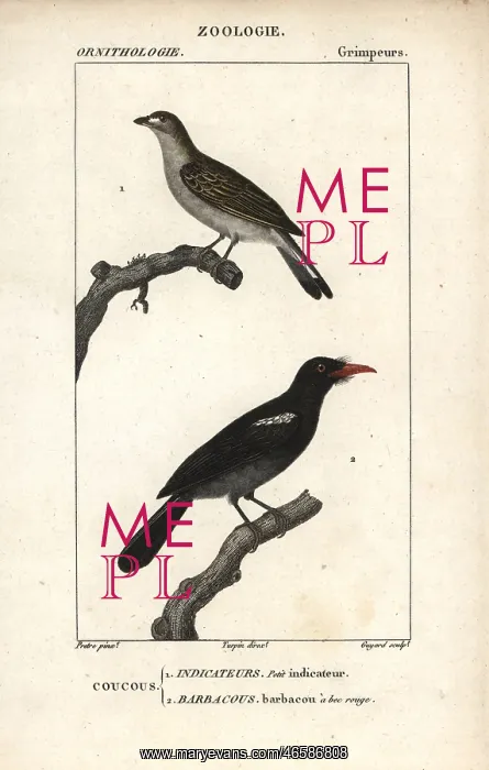 : Lesser honeyguide, Indicator minor, and black-fronted : Lesser honeyguide, Indicator minor, and black-fronted