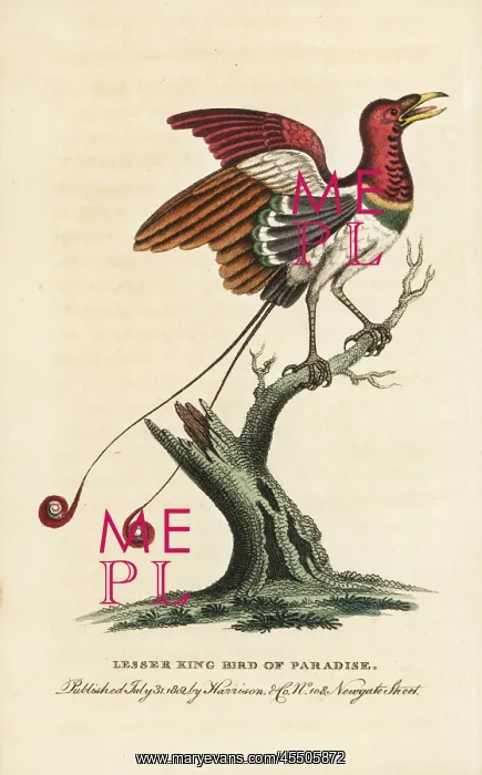 : Lesser king bird of paradise, Cicinnurus regius : Lesser king bird of paradise, Cicinnurus regius