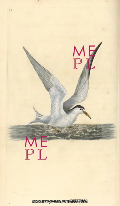 : Lesser or little tern, Sternula albifrons : Lesser or little tern, Sternula albifrons