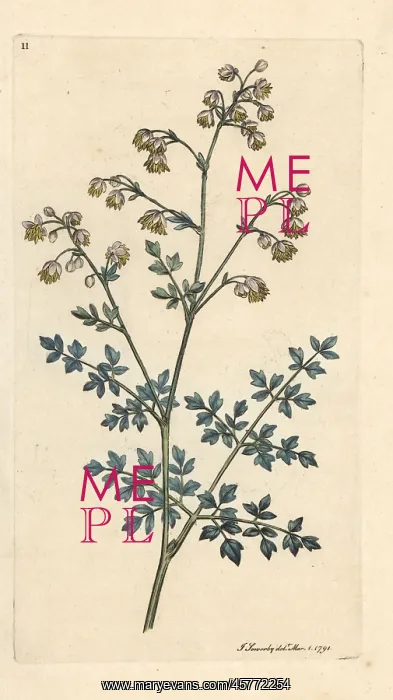 : Lesser meadow rue, Thalictrum minus : Lesser meadow rue, Thalictrum minus