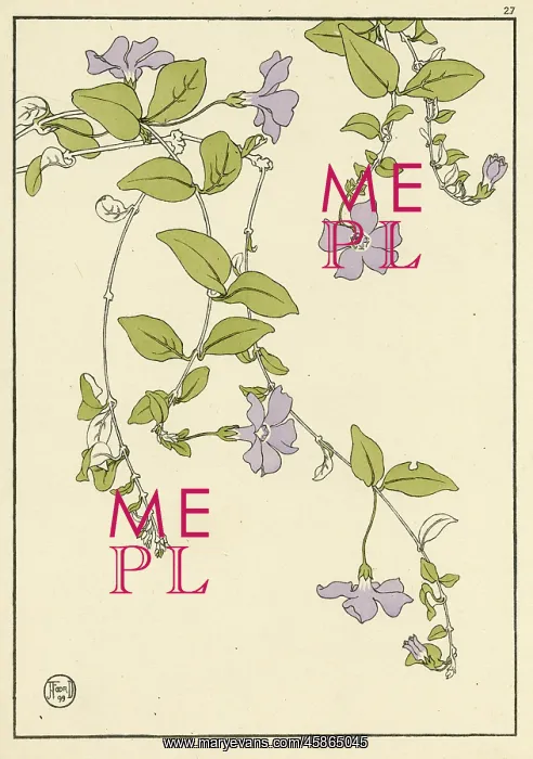 : Lesser Periwinkle : Lesser Periwinkle